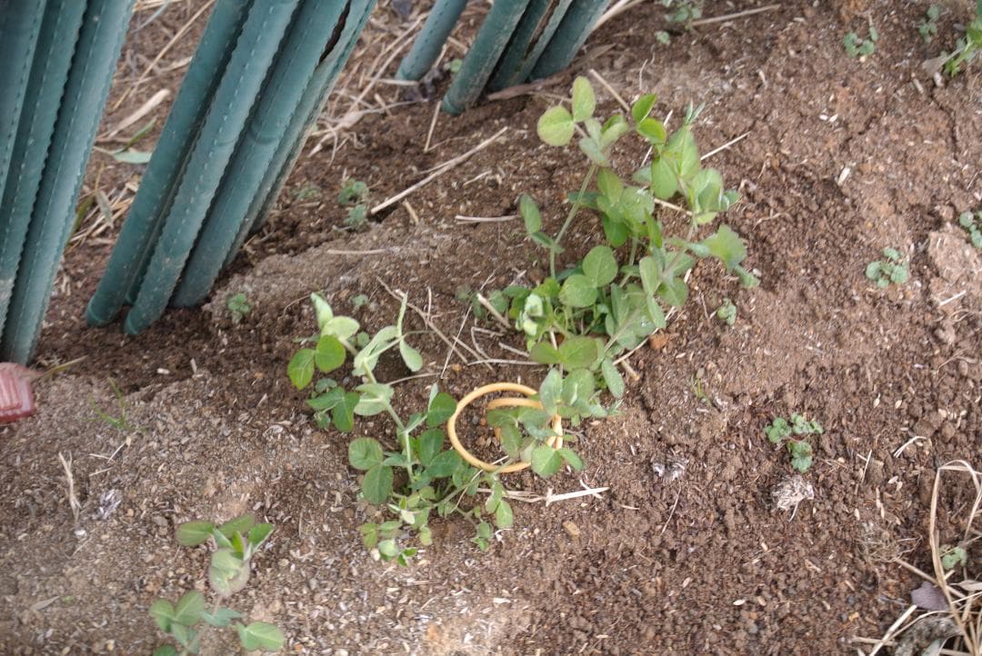 ショット数367枚　NIKON 1 J1 ダブルズームセット 　美品です