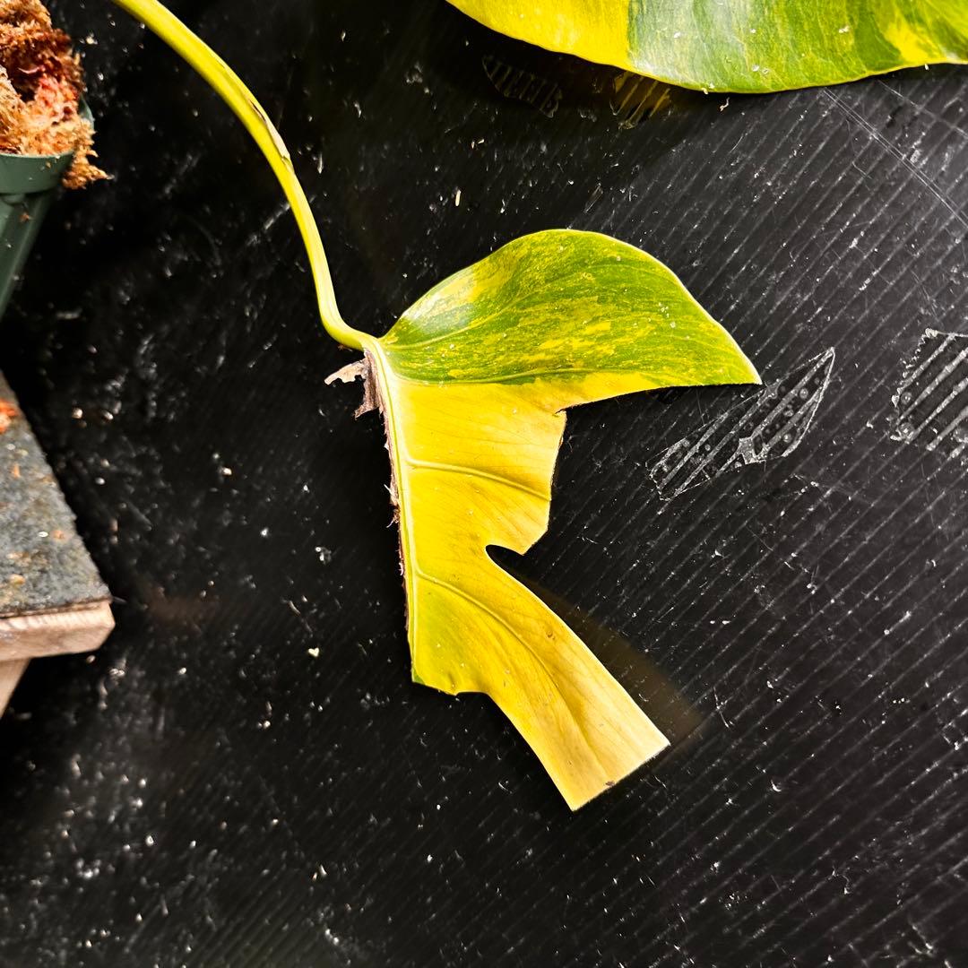 メ*1様 斑入りモンステラボルシギアナオーレア黄斑4号鉢植え49cm発根済み安心
