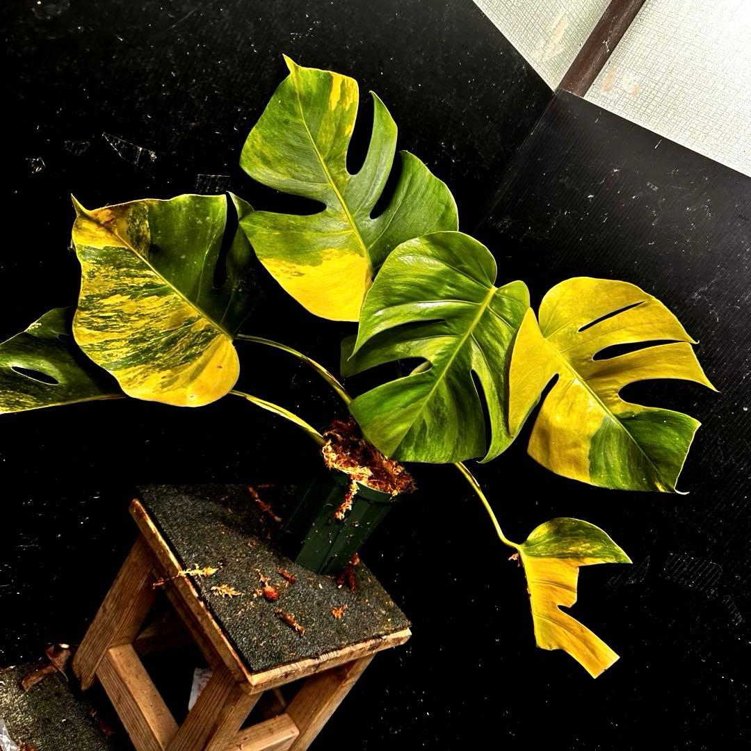 メ*1様 斑入りモンステラボルシギアナオーレア黄斑4号鉢植え49cm発根済み安心