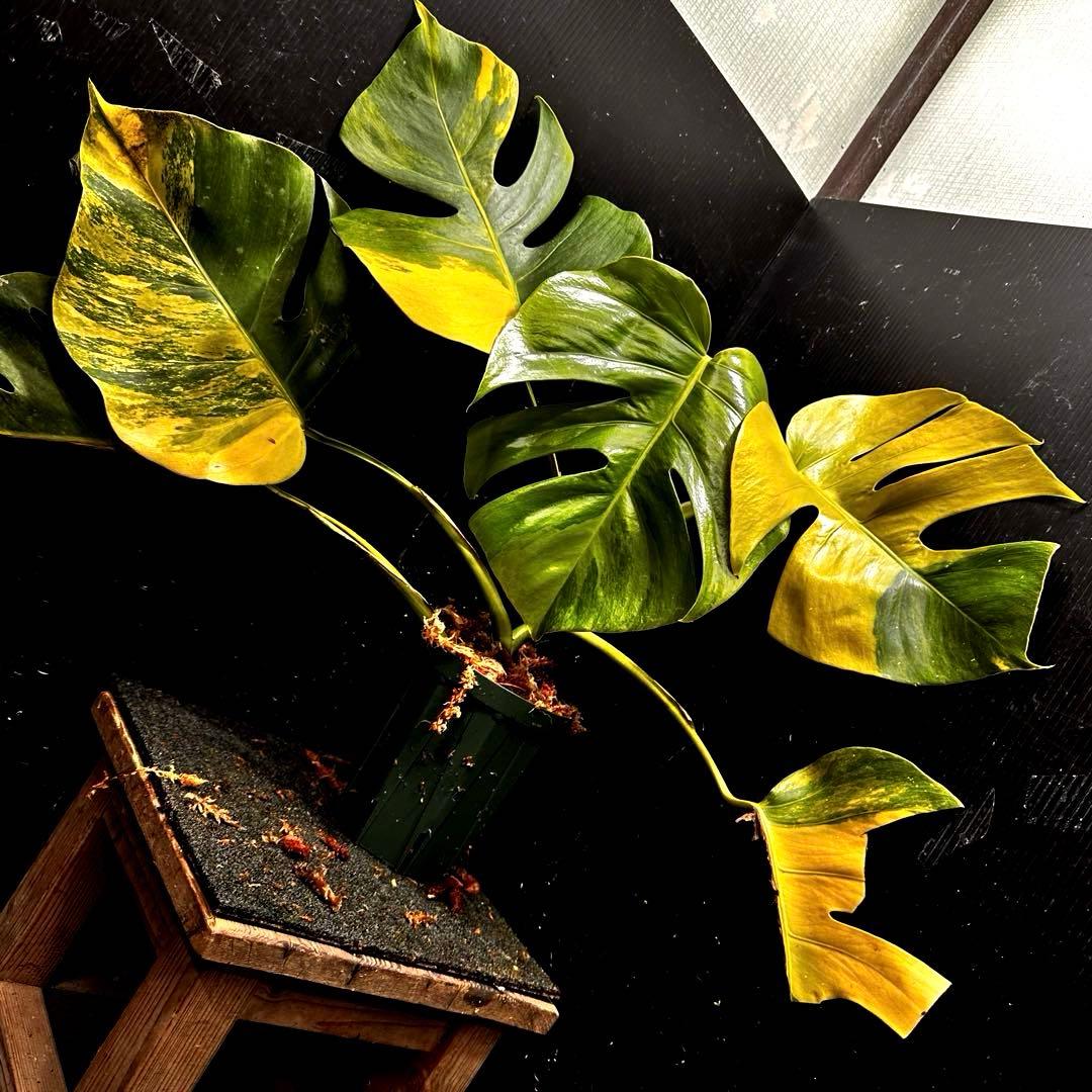 メ*1様 斑入りモンステラボルシギアナオーレア黄斑4号鉢植え49cm発根済み安心