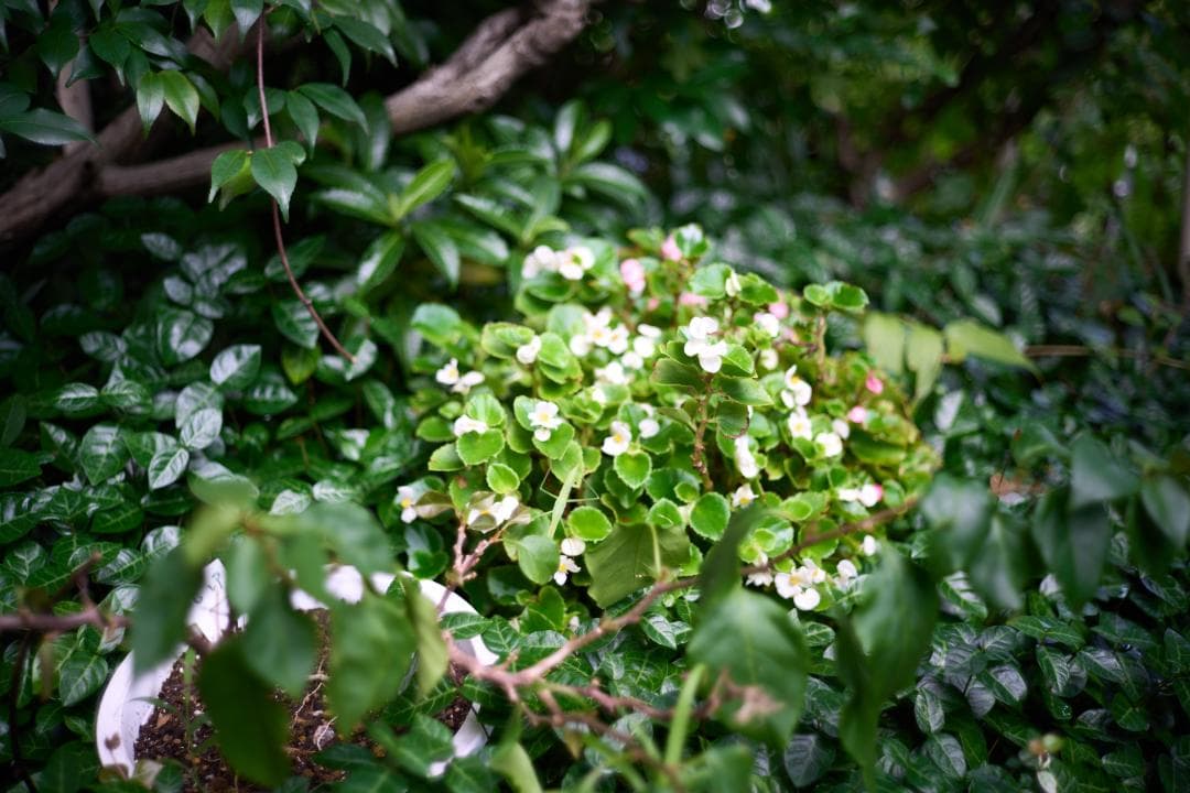 LEICA CL 50周年記念モデル / SUMMICRON-C 40mm f2