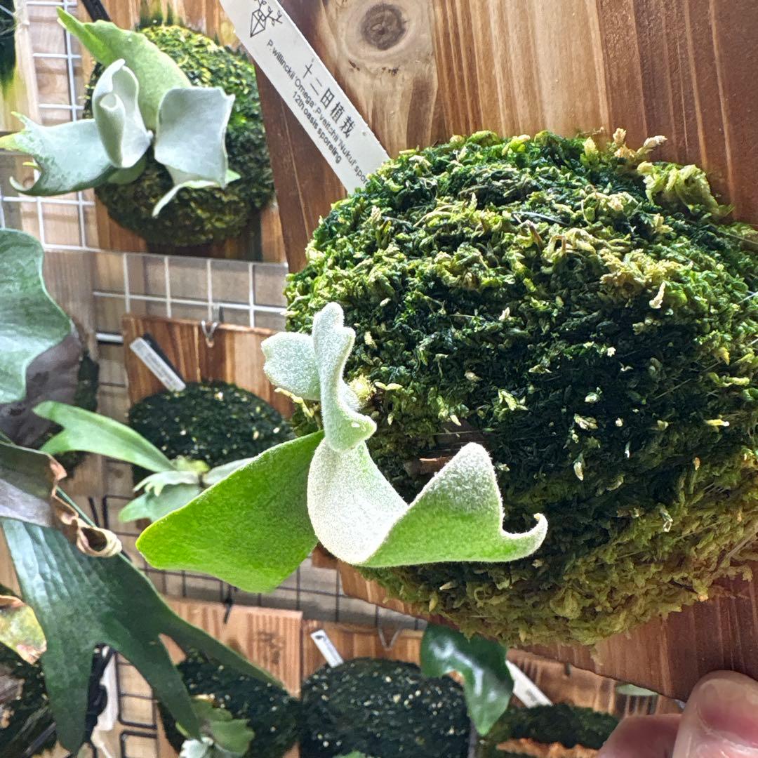 OMEGA×Nukul 12田植栽