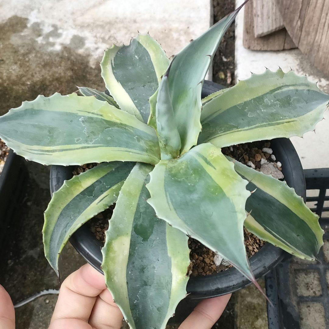 アガベ オバティフォリア オルカ（発根済み）