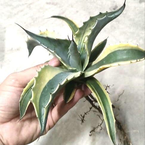 アガベ オバティフォリア オルカ（発根済み）