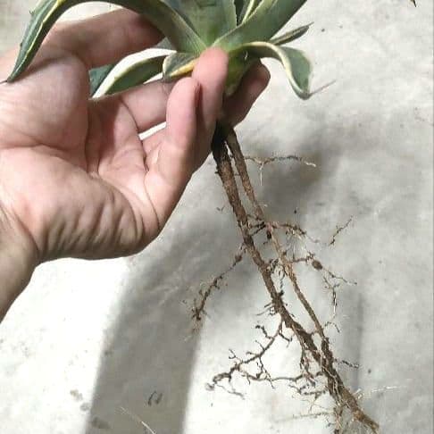 アガベ オバティフォリア オルカ（発根済み）