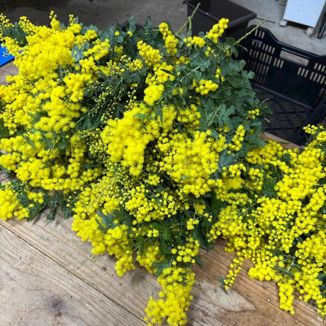 銀葉アカシア　チャッピーさま専用