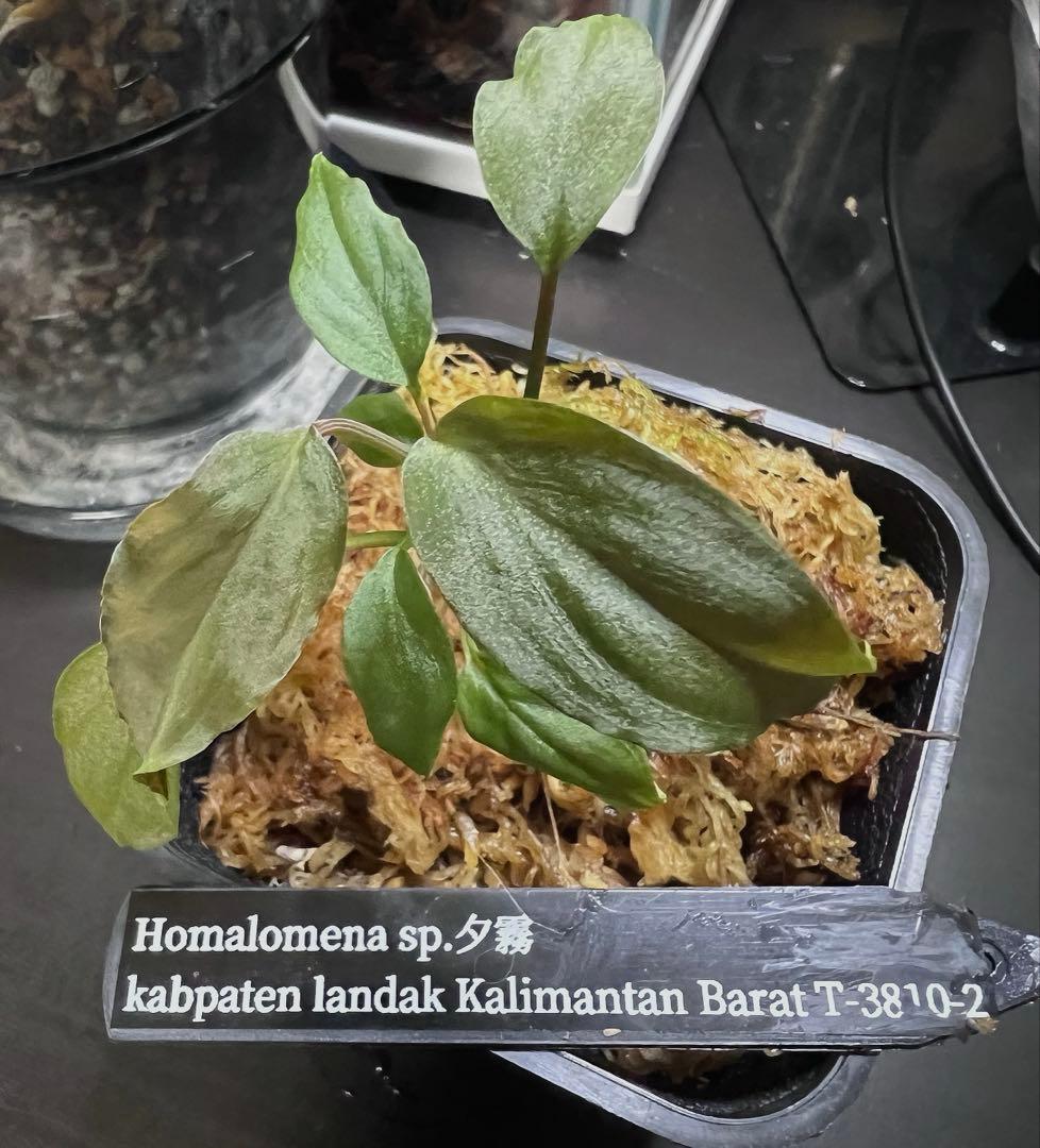 し*ん様 Homalomena sp. “夕霧” T-3810-2 ホマロメナ