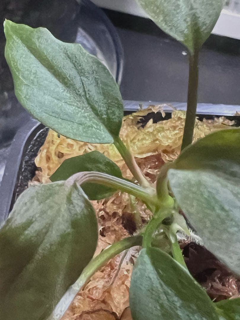 し*ん様 Homalomena sp. “夕霧” T-3810-2 ホマロメナ