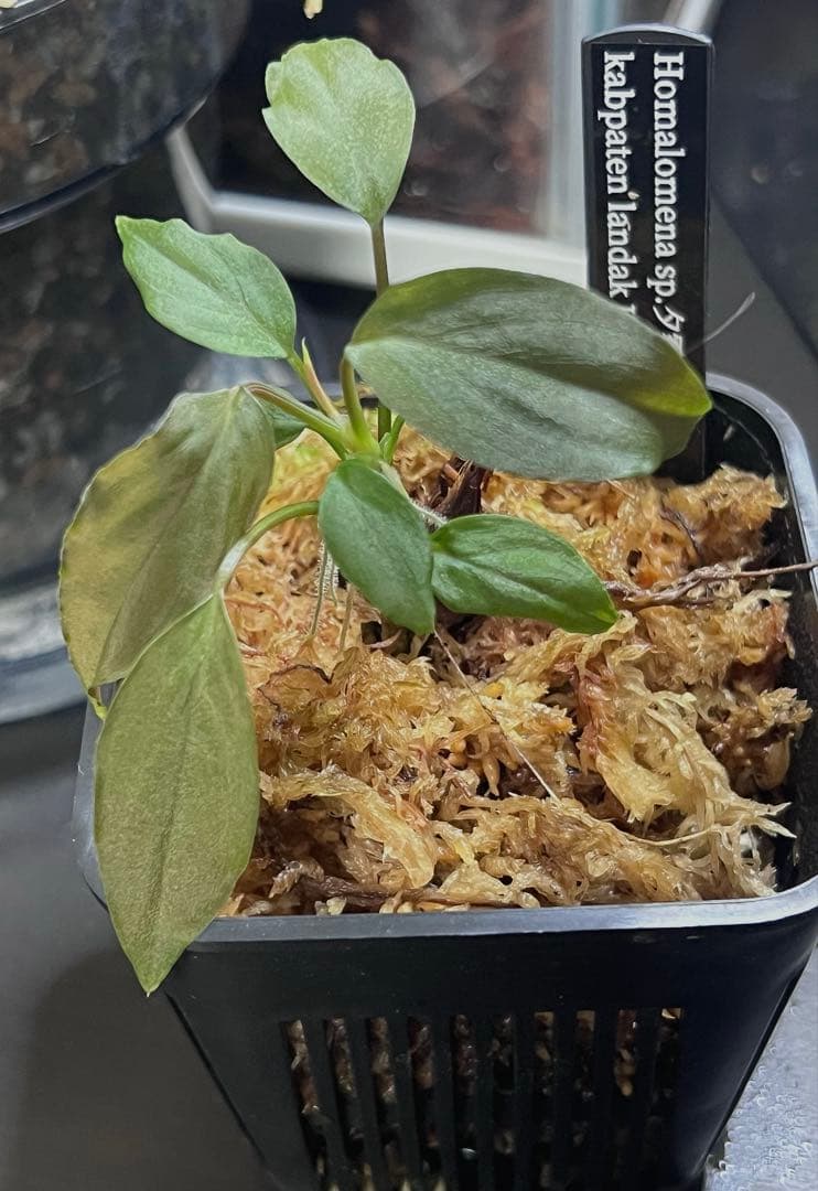 し*ん様 Homalomena sp. “夕霧” T-3810-2 ホマロメナ