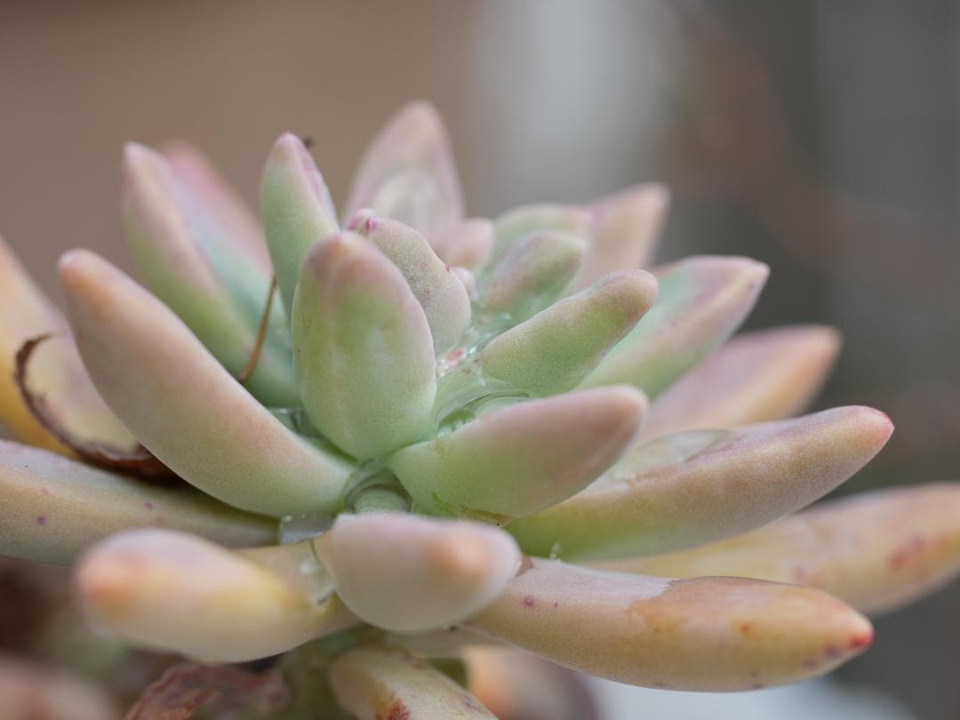 望遠&マクロ SONY FE70-200mm F4 MacroG OSS II