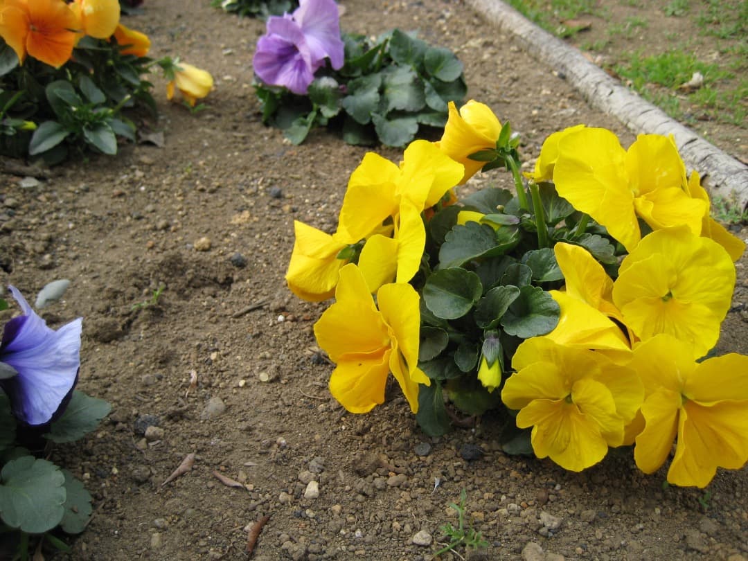 実写美⭕️訳あり【動作確認済み】Canon IXY DIGITAL 10 デジカメ