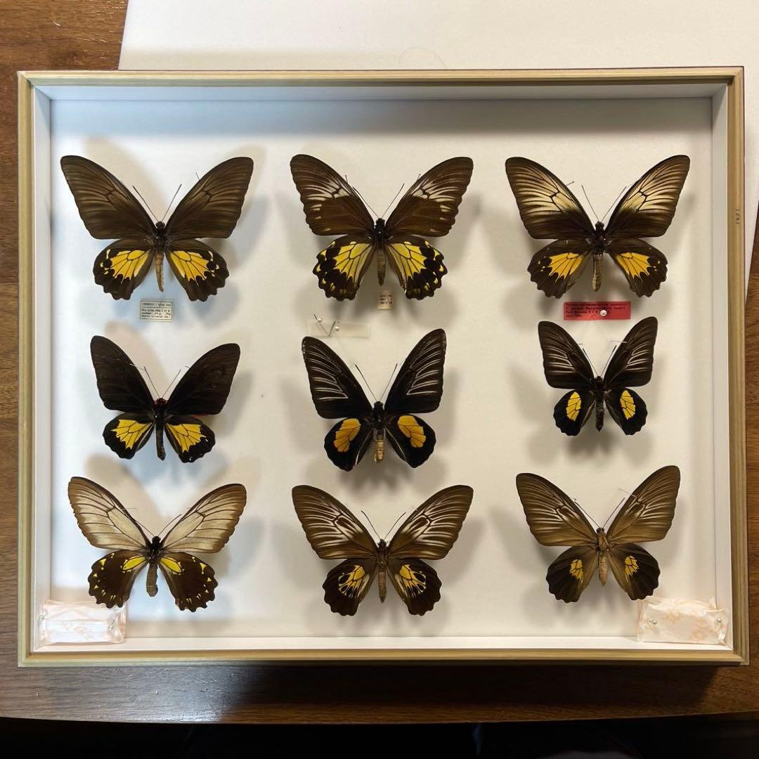 キシタアゲハ　9頭