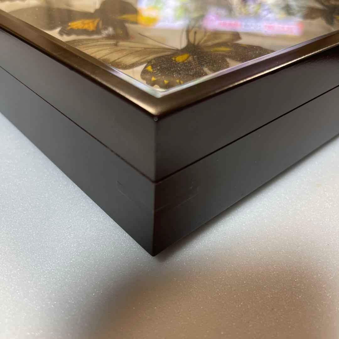 キシタアゲハ　9頭