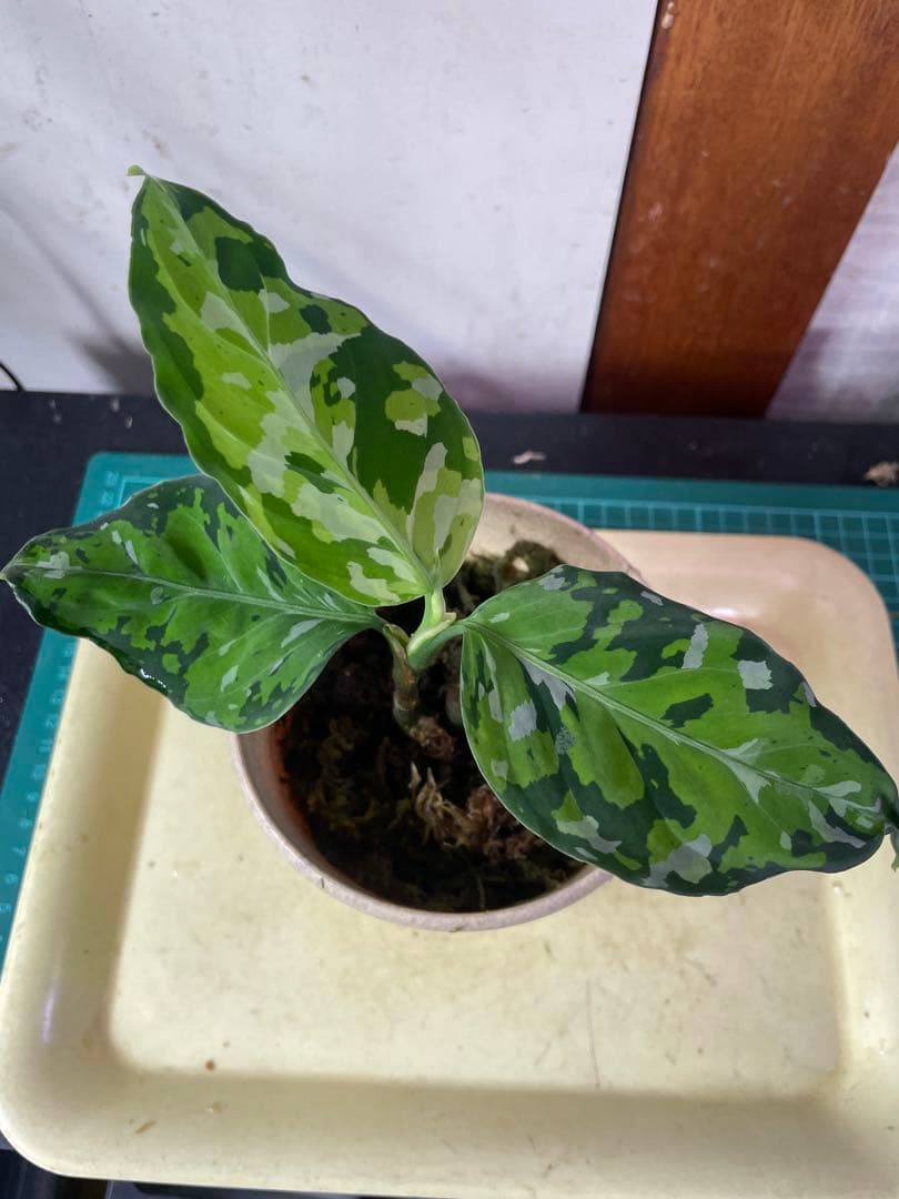 ☆ アグラオネマ アンダマン諸島 ポートブレア 北部地域　出射便 　黄6 ☆