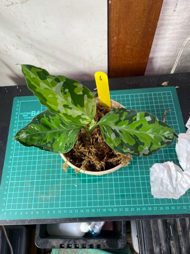 ☆ アグラオネマ アンダマン諸島 ポートブレア 北部地域　出射便 　黄6 ☆