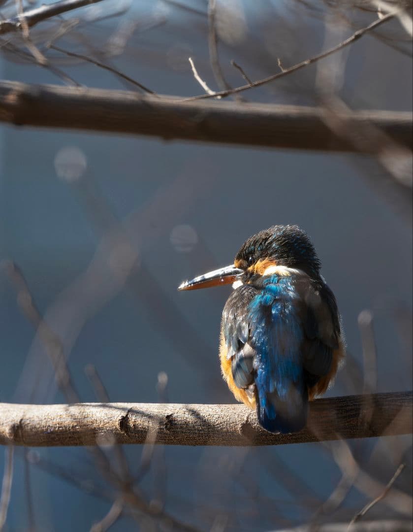 美品 Nikon AF-S 500mm F5.6 E PF ED VR