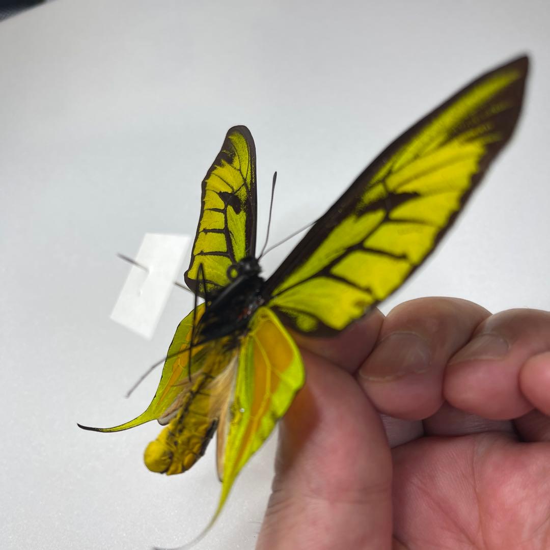 極楽トリバネアゲハ蝶