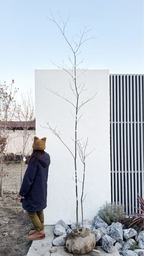 美斑紋。美形 山採りアオダモ3.4M(鉢底から)品番A