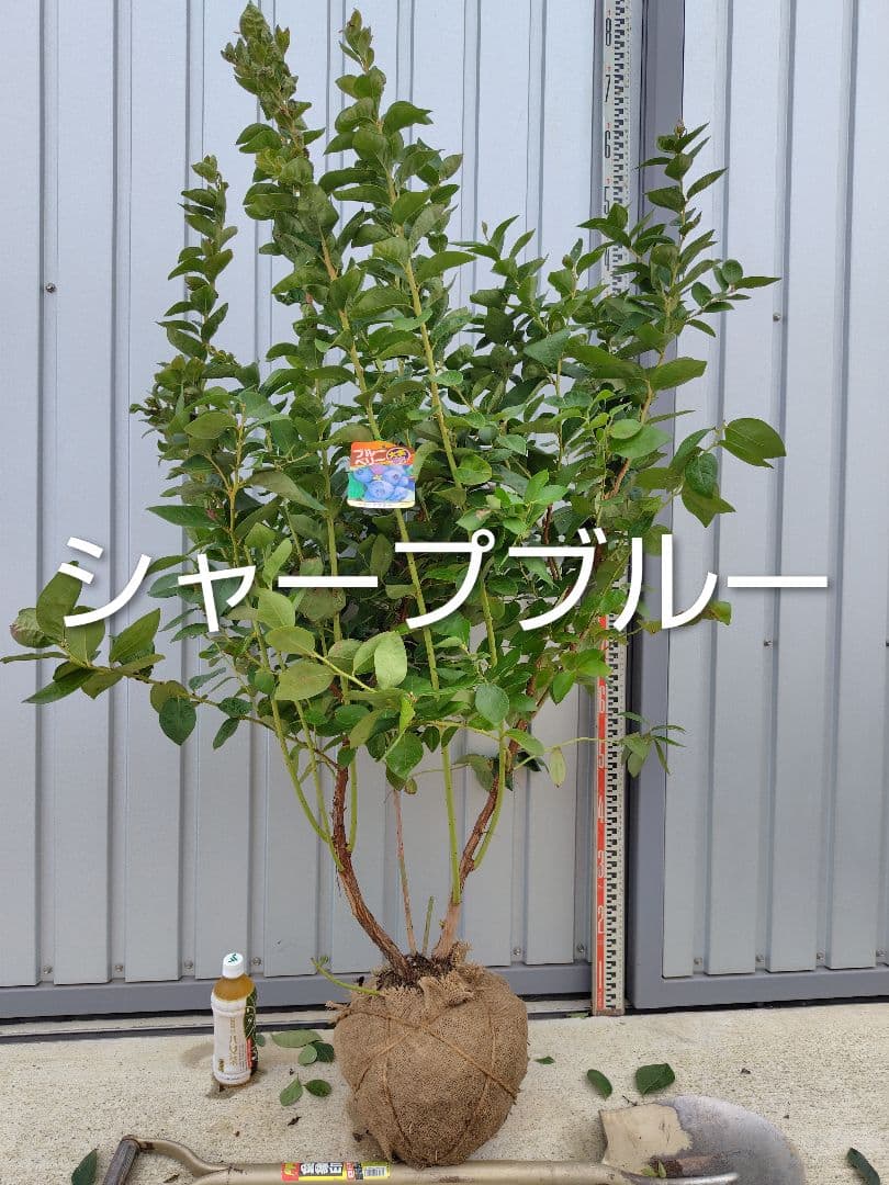 ブルーベリー苗オニール＆シャープブルー大苗2本セット