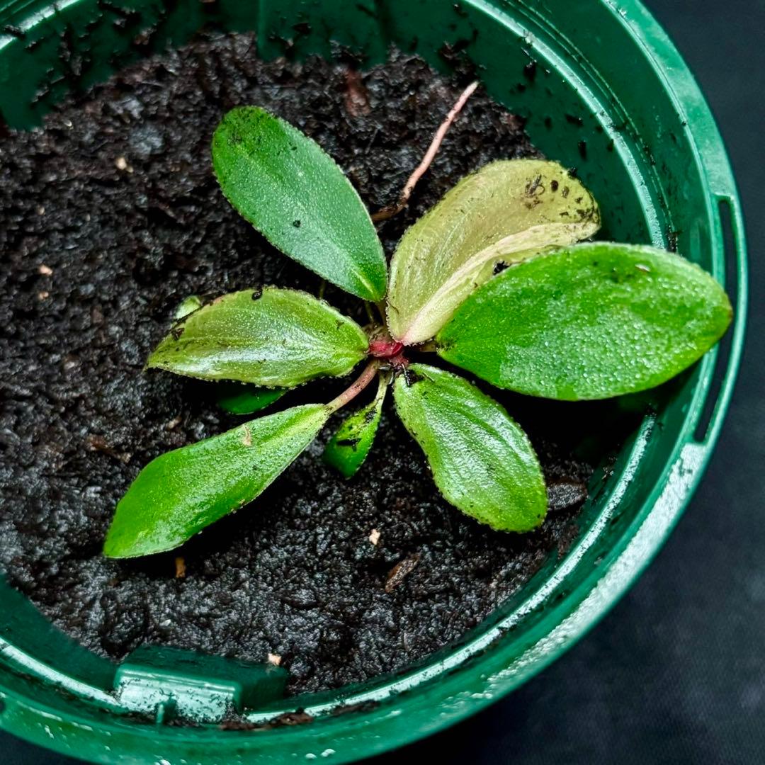 ホマロメナ ペタ×ペタ　正規タグ付き