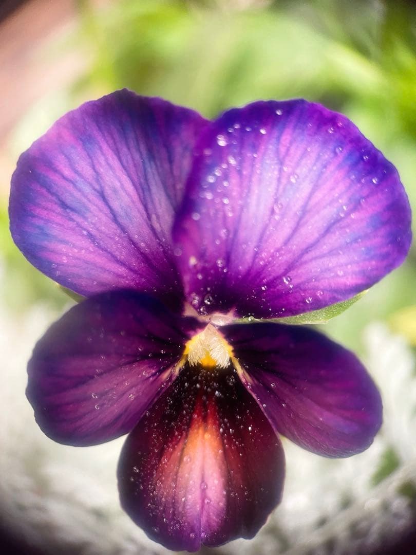 u*a様 人気♡パルプンテ♡極キレイパープル 2苗♡寄せ植え♡カゴ付き(幅３０セ