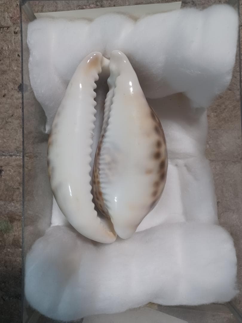 へっぽこ、ハワイホシダカラ