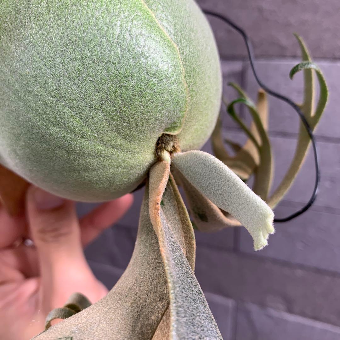 P.willinckii Jenny TC ビカクシダ