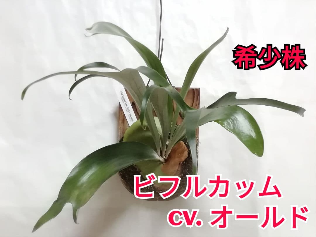 瀬野です、ビフルカッムcv.オールド　と　ドイトン株