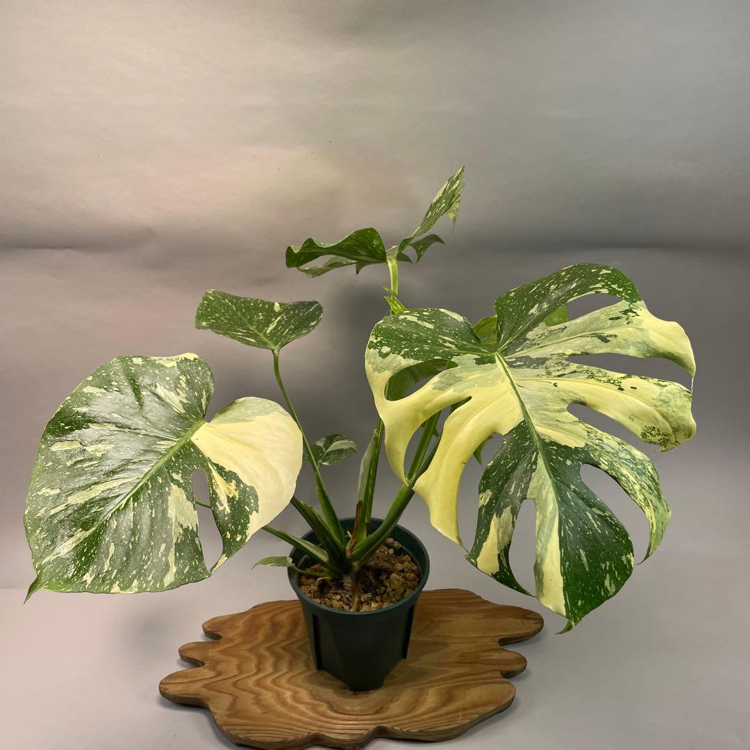 う*こ様 L048Creme Bruleeモンステラ・デリシオーサクレームブリュ