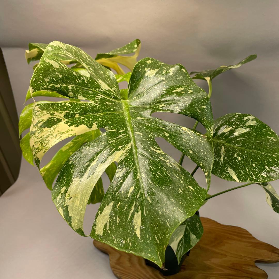 う*こ様 L048Creme Bruleeモンステラ・デリシオーサクレームブリュ