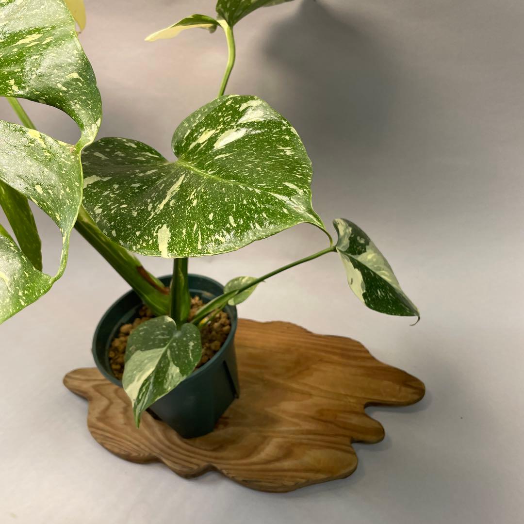 う*こ様 L048Creme Bruleeモンステラ・デリシオーサクレームブリュ