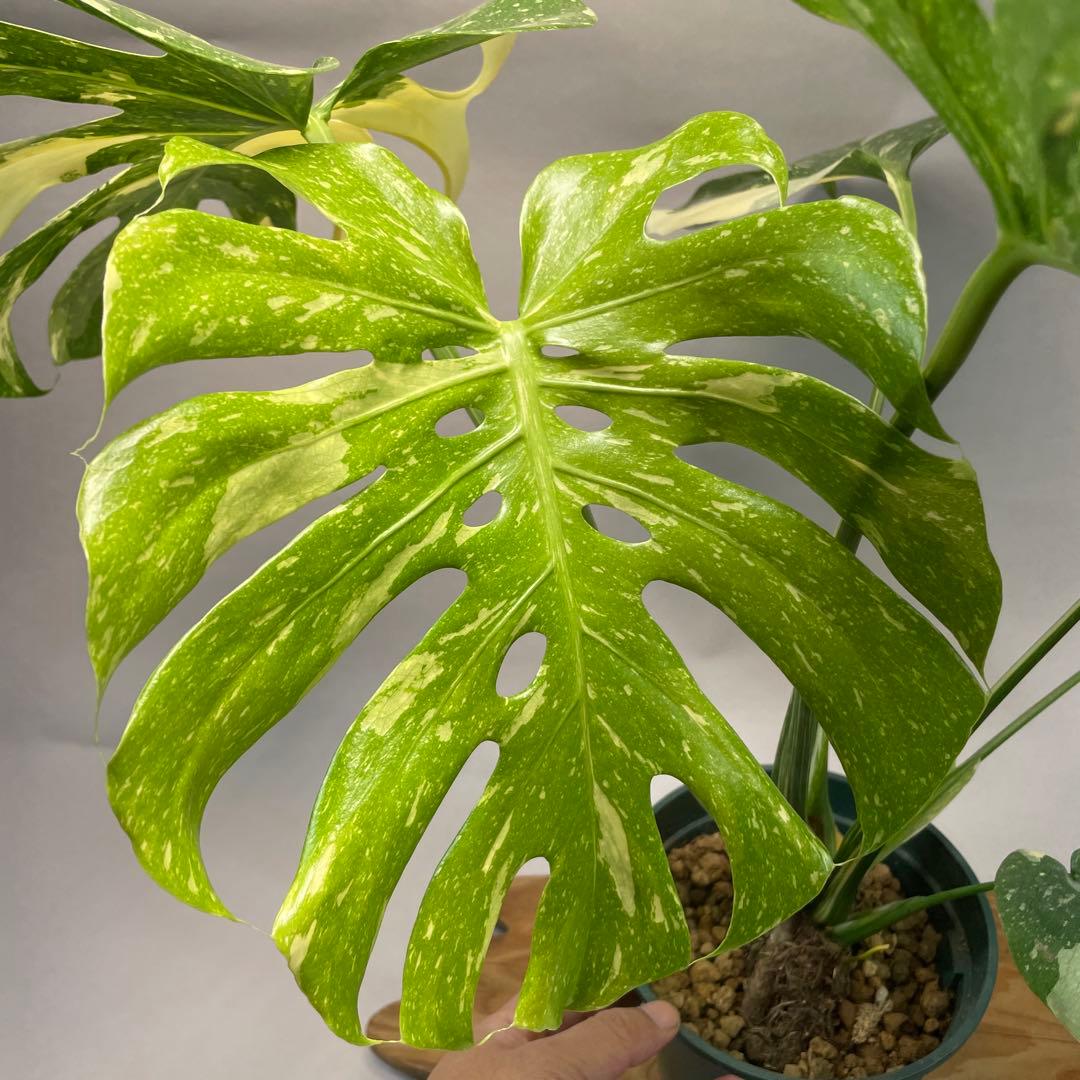 う*こ様 L048Creme Bruleeモンステラ・デリシオーサクレームブリュ