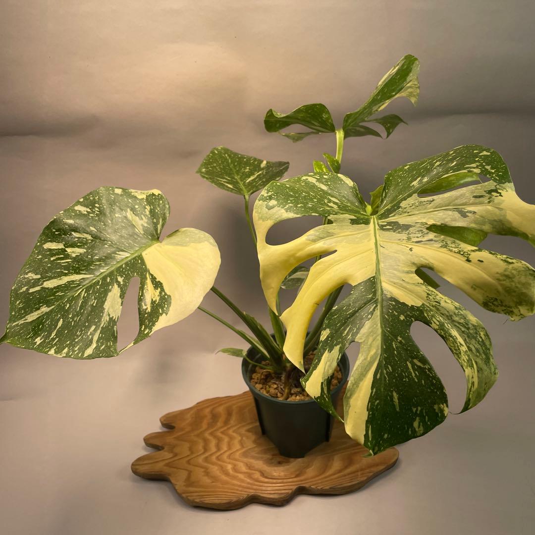 う*こ様 L048Creme Bruleeモンステラ・デリシオーサクレームブリュ