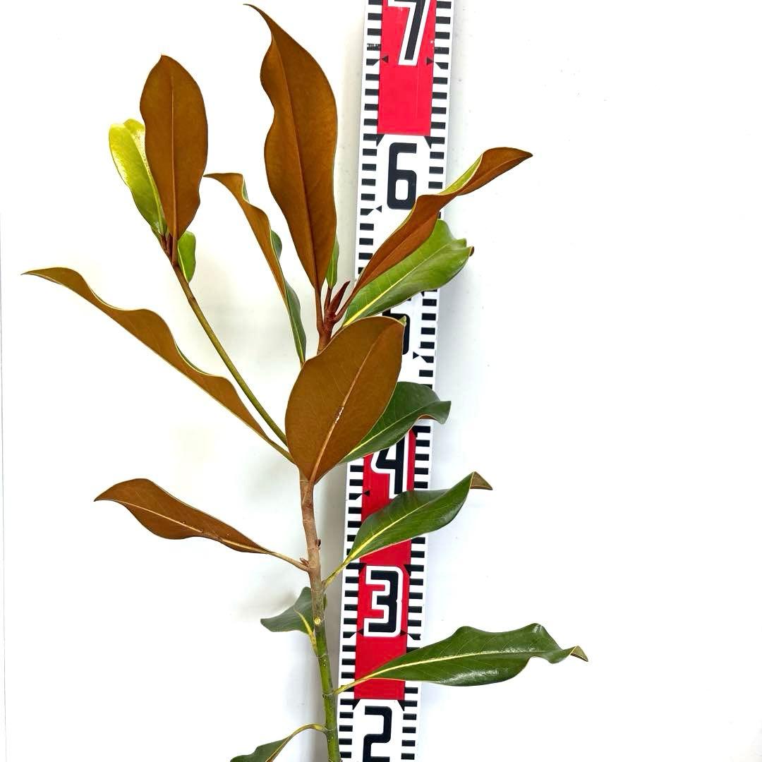 35.ケイパレス マグノリア 泰山木 タイサンボク 苗 苗木 小型品種