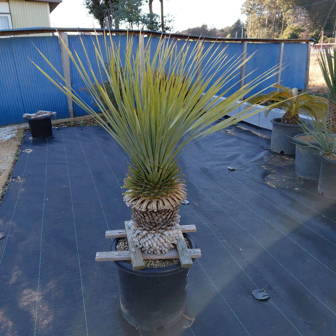 ユッカ ロストラータ　ブルーサンダー①