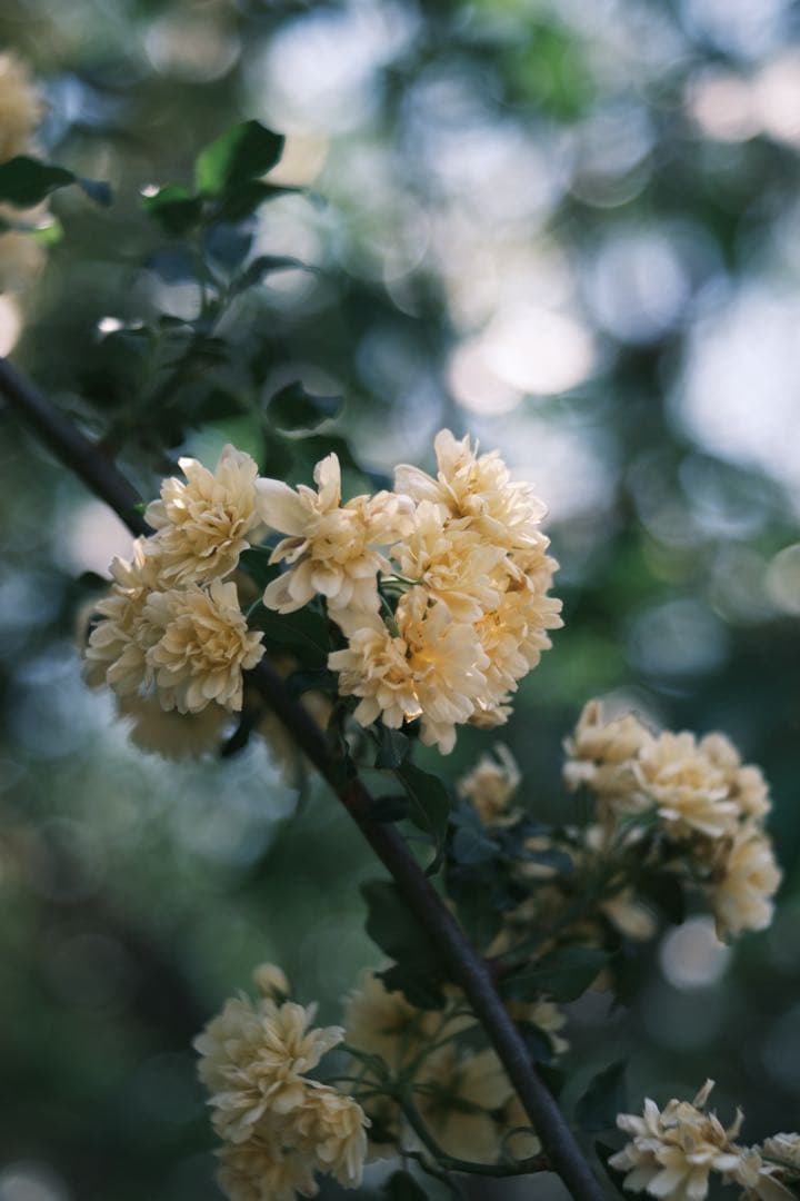 PENTACON PRAKTICAR 50mm f2.4レンズ