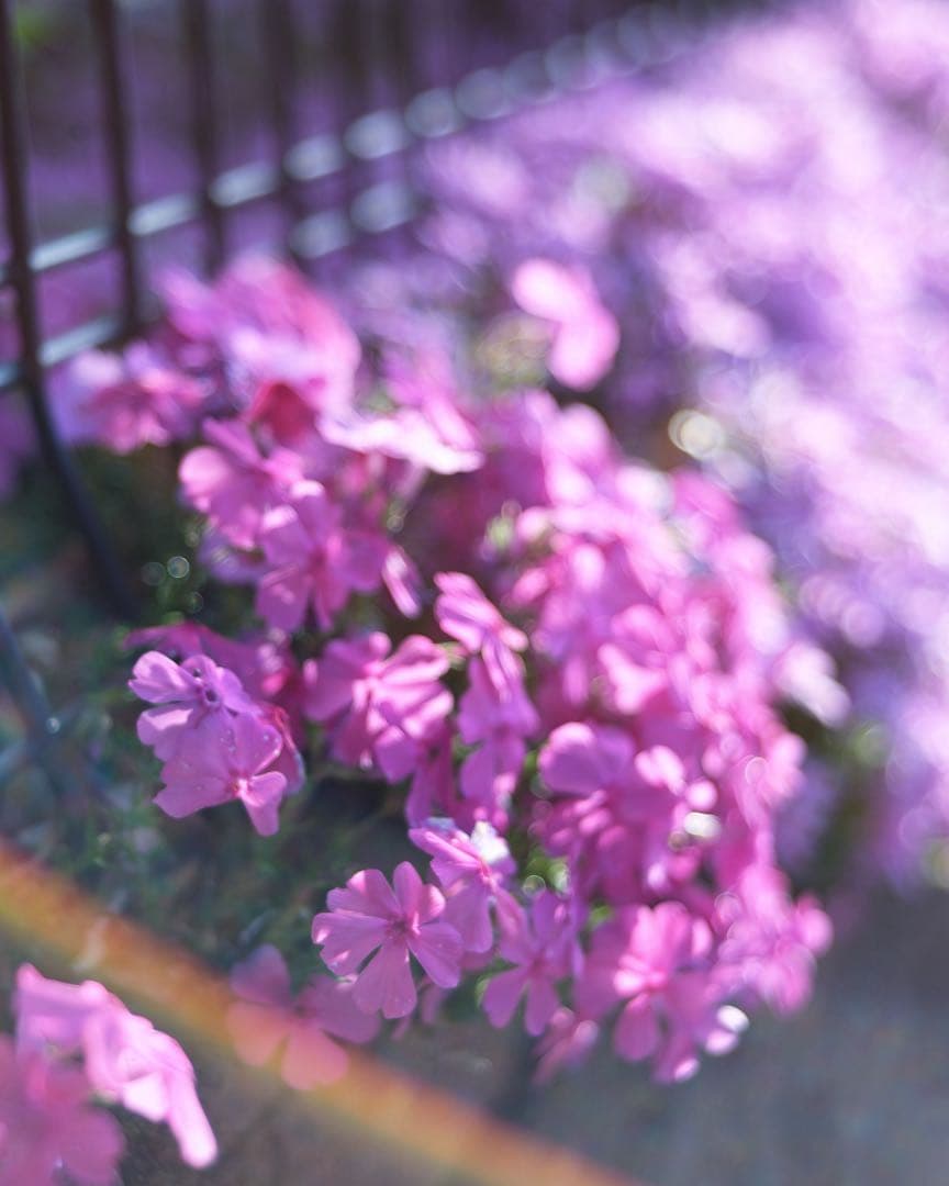 PENTACON PRAKTICAR 50mm f2.4レンズ