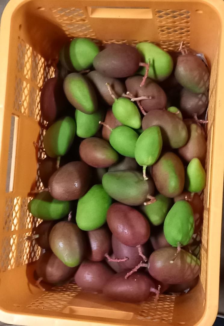 マンゴー+摘果 / 19 kg including box