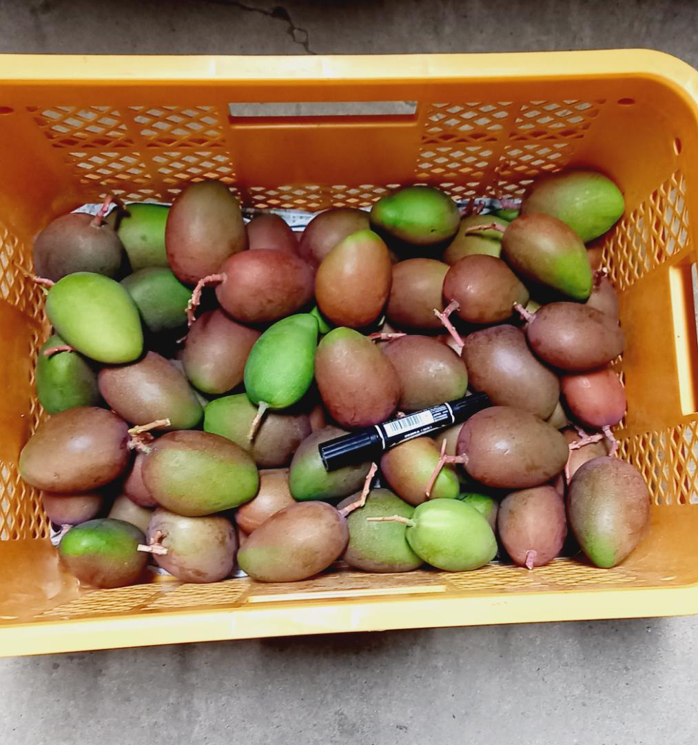 マンゴー+摘果 / 19 kg including box