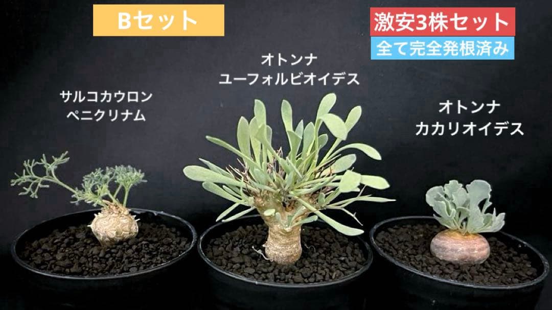 サルコカウロン ペニクリナム ユーフォルビオイデス カカリオイデス 激安セット