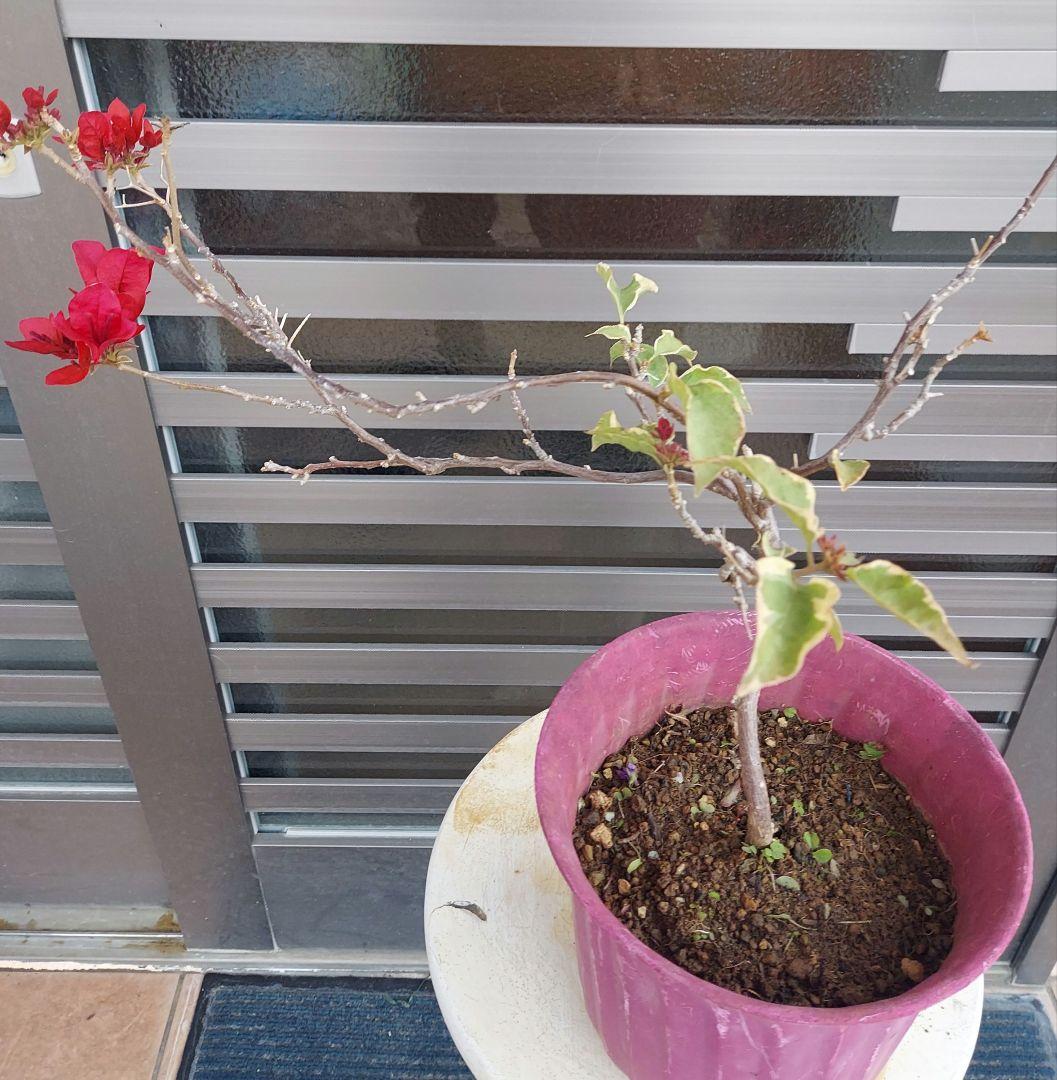 ブーゲンビリア斑入りレッド希少 No88 らくらくメルカリ便発送‼️