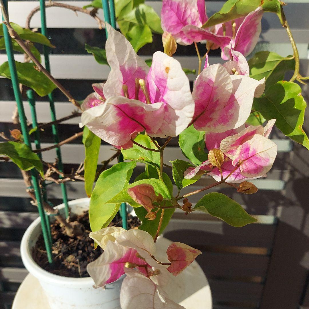 ブーゲンビリア斑入りレッド希少 No88 らくらくメルカリ便発送‼️