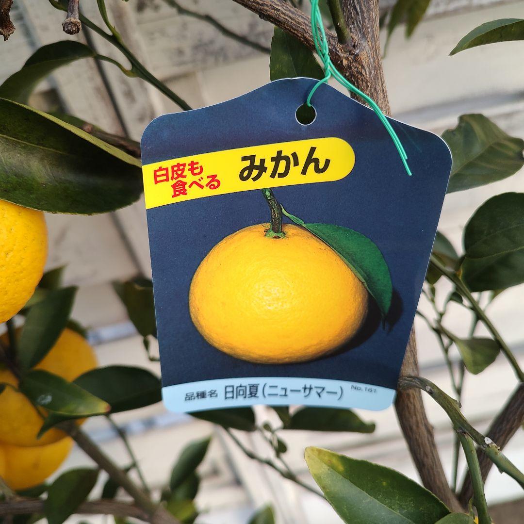 日向夏 ニューサマーオレンジ 5年生 苗木