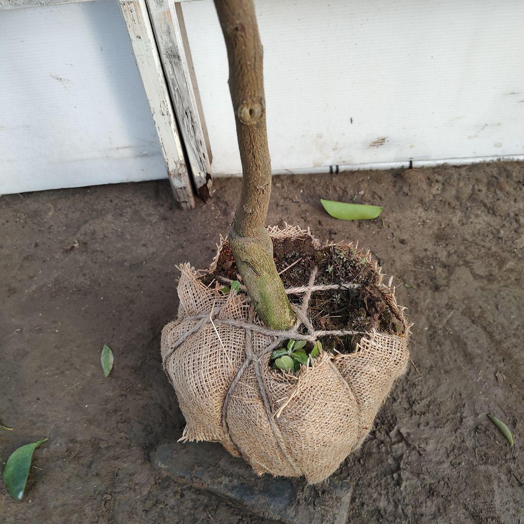 日向夏 ニューサマーオレンジ 5年生 苗木