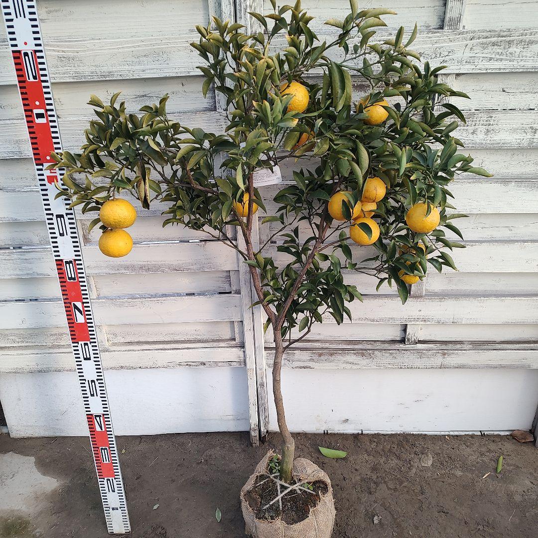 日向夏 ニューサマーオレンジ 5年生 苗木