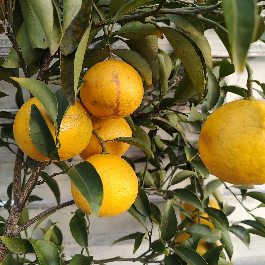 日向夏 ニューサマーオレンジ 5年生 苗木