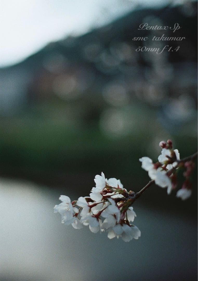 ★完動品＊美品★pentax sp★smc f1.4★初期保証＊作例必見