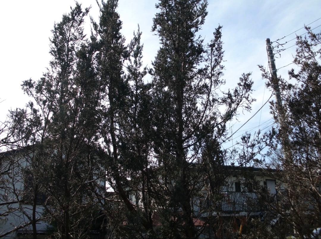 【実写有】Canon EOS100D EOS kiss X7 ホワイト