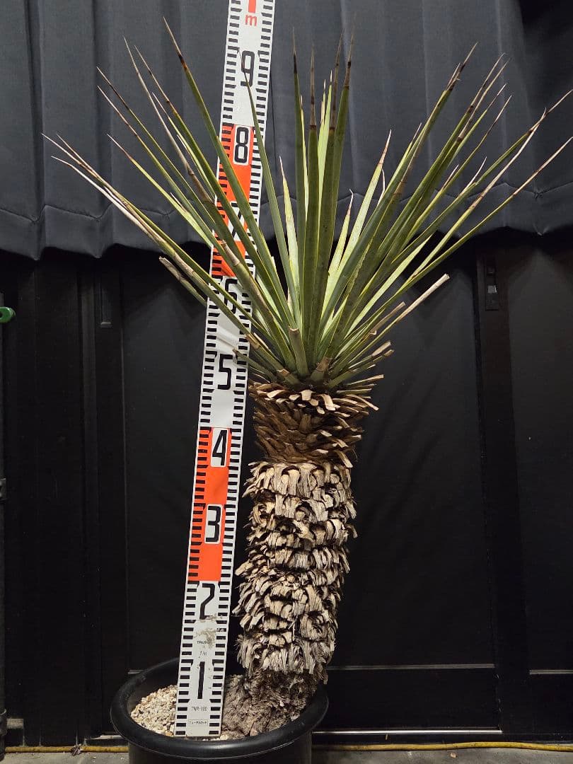 専用出品 特割 ユッカリギダ (あ)