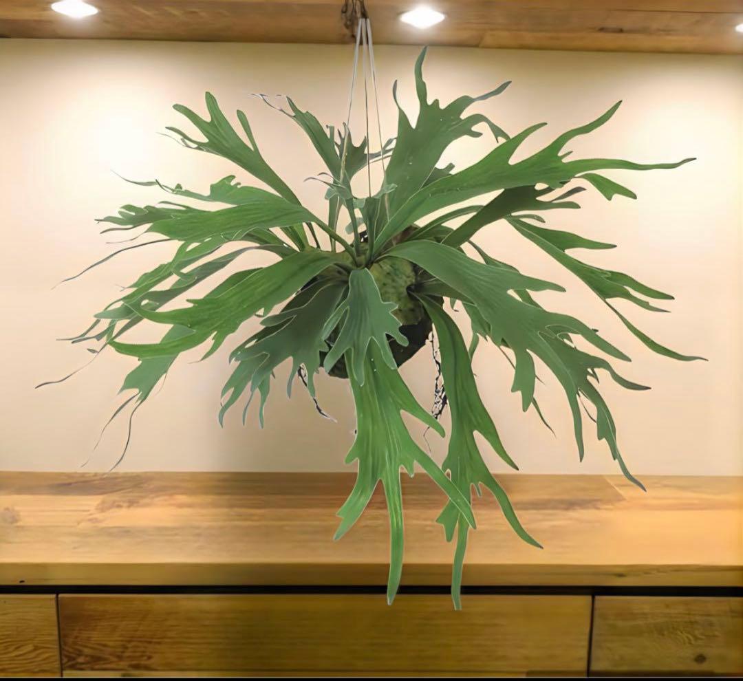 光触媒　人工観葉植物　ウォールグリーン　フェイクグリーン　コウモリランモスボール